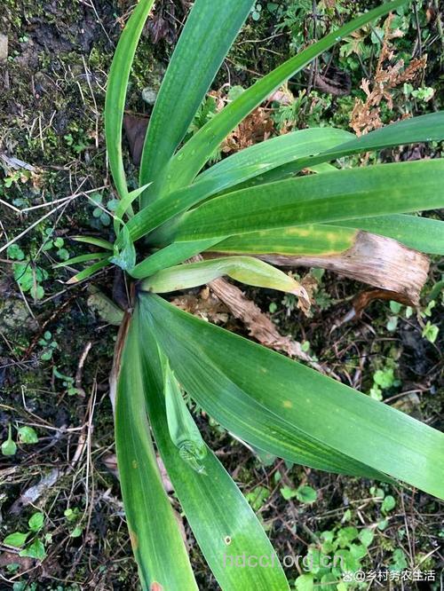 大箭的功效与作用