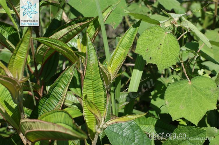 翅子木的功效与作用