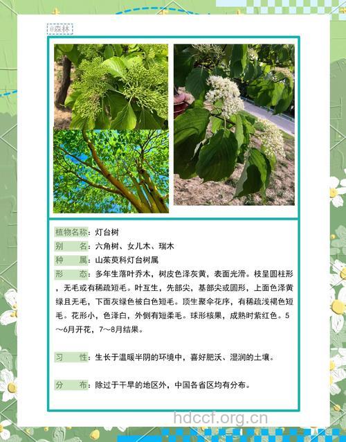 灯台树的功效与作用