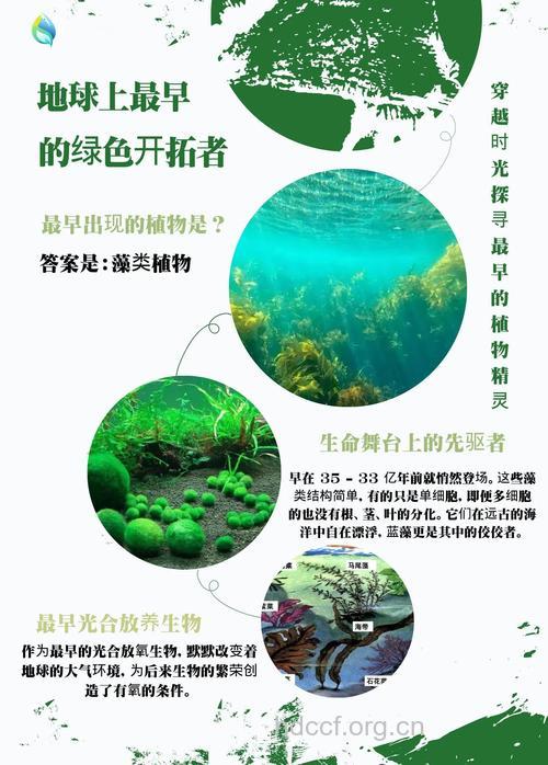 大叶藻的功效与作用