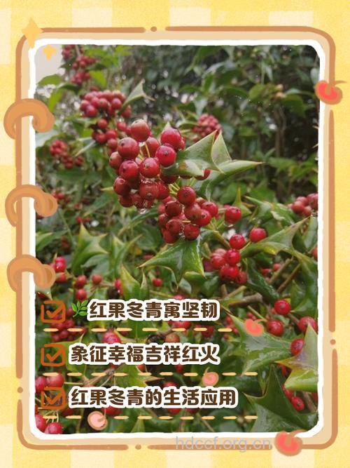 红果冬青根的功效与作用