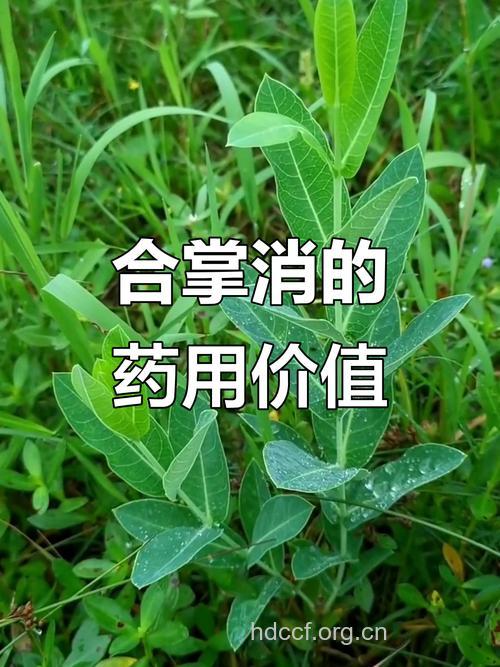合掌消的功效与作用