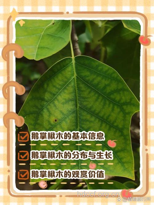 鹅掌楸根的功效与作用