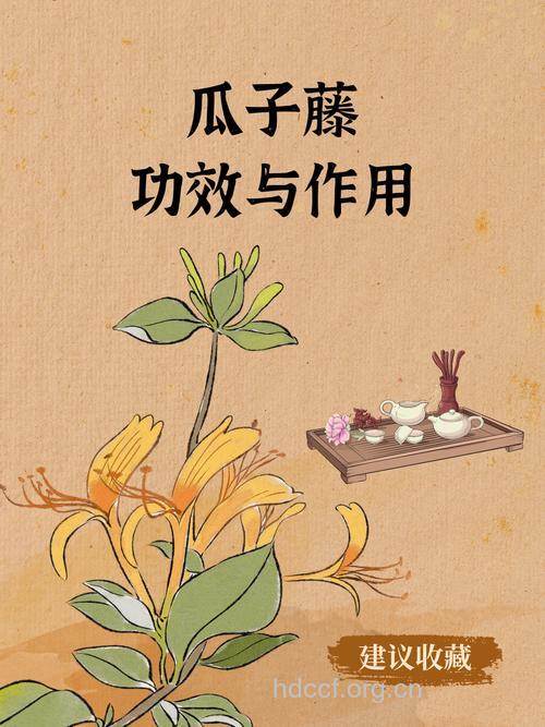 瓜子藤的功效与作用