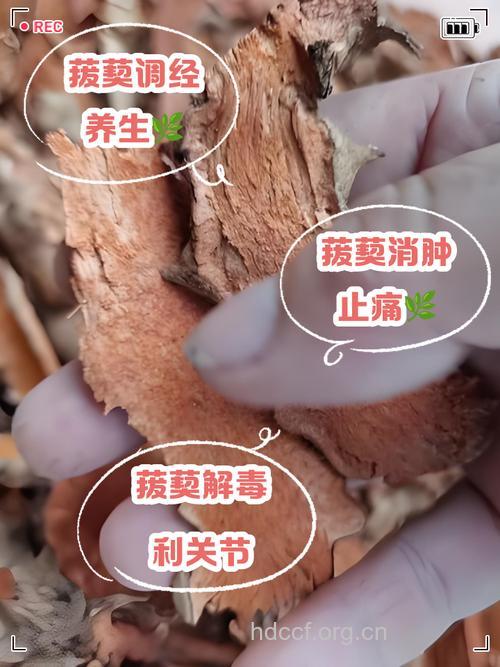 穿耳菝葜的功效与作用