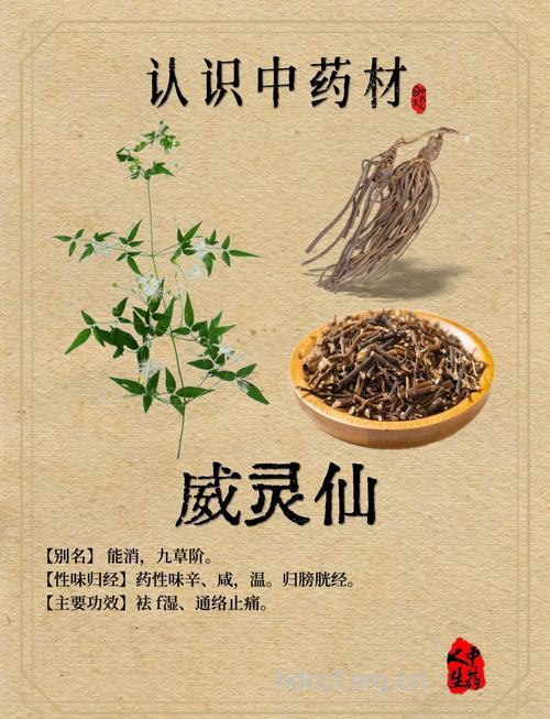 草本威灵仙的功效与作用