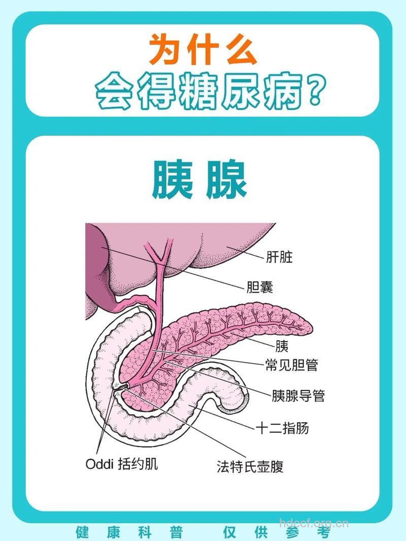 糖尿病患者易肥胖的原因