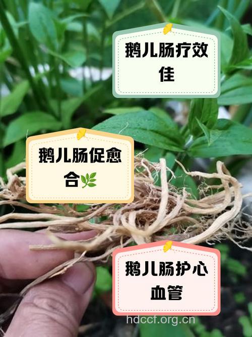大鹅儿肠的功效与作用