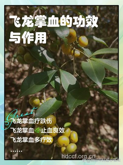 飞龙掌血叶的功效与作用
