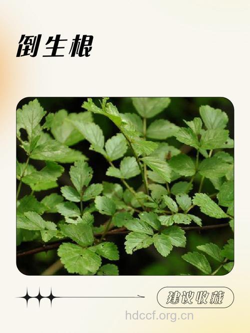 倒罐子根的功效与作用