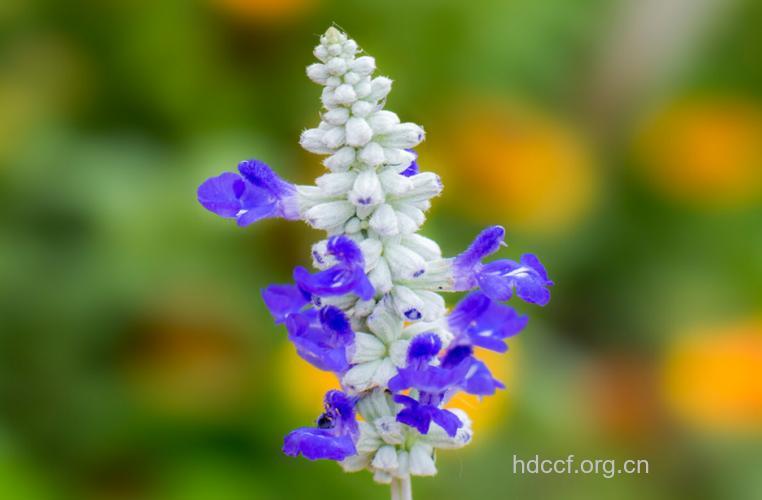 地梗鼠尾的功效与作用