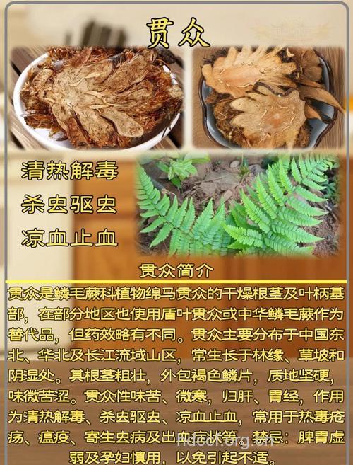厚叶贯众的功效与作用