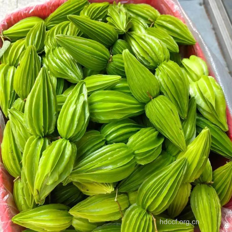 翅果藤的功效与作用