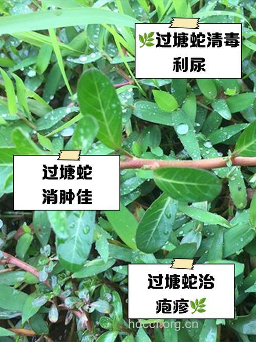 过塘蛇的功效与作用