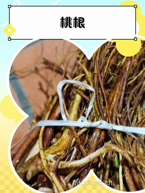 胡桃根的功效与作用