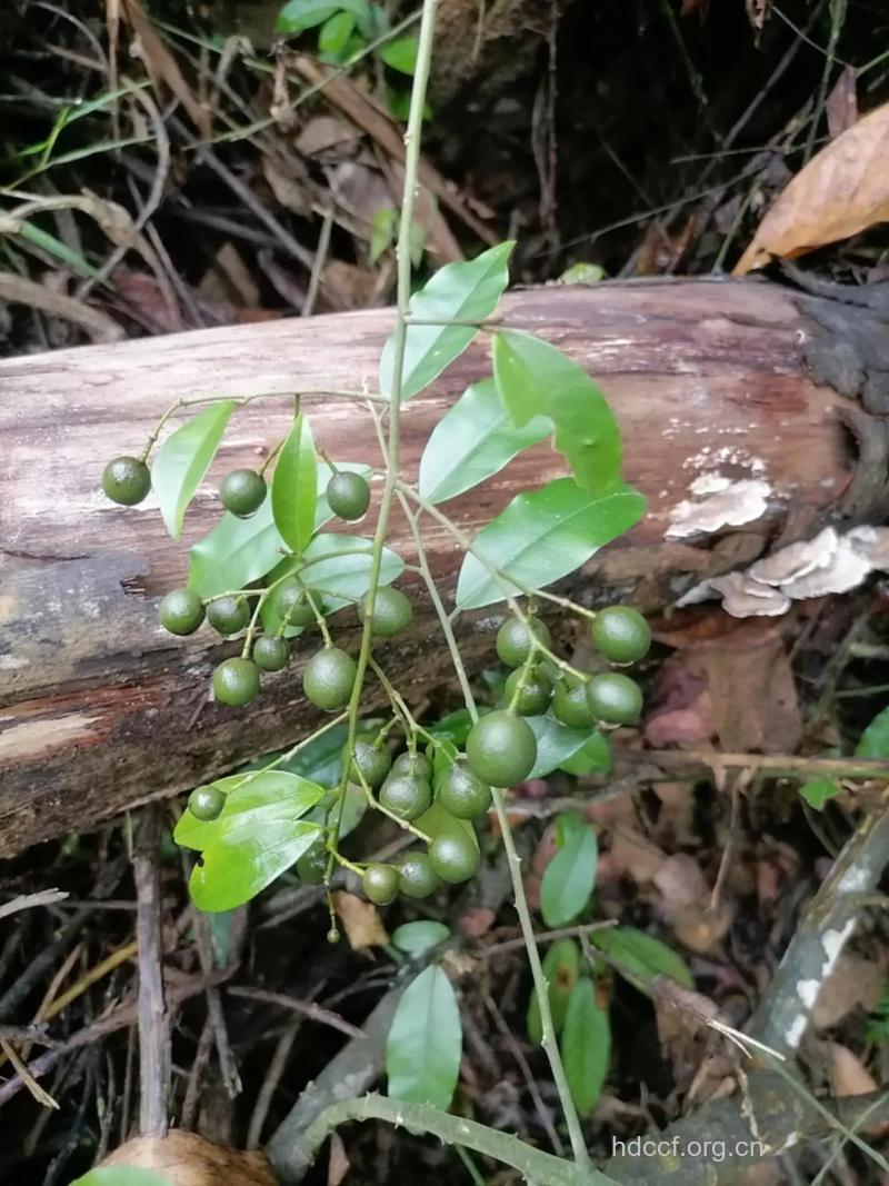 广州山柑的功效与作用
