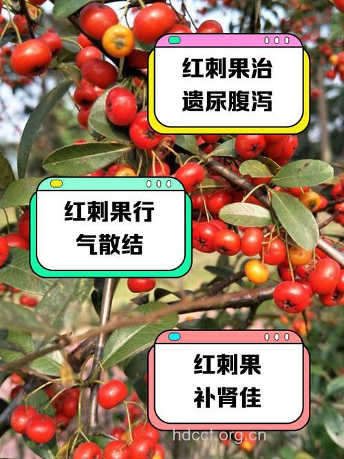 刺血红的功效与作用