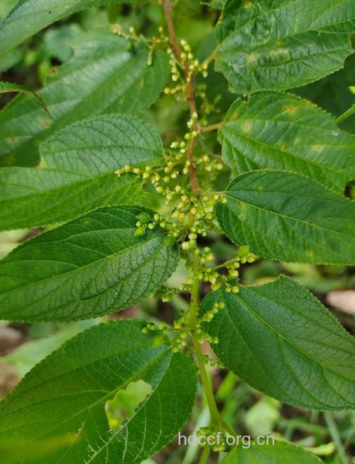 光叶山黄麻的功效与作用