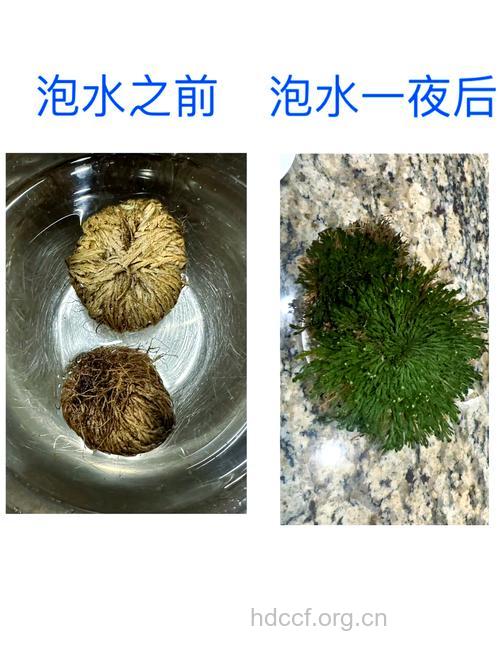 臭柏的功效与作用