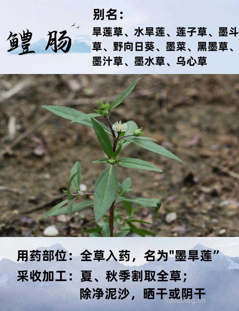 荭草花的功效与作用