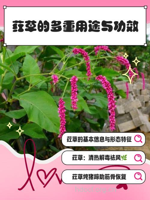 荭草的功效与作用