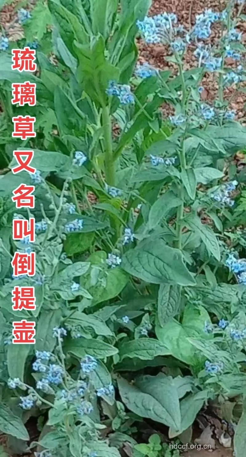 大果琉璃草的功效与作用