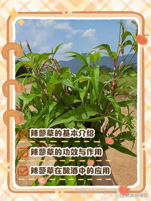 红辣蓼的功效与作用