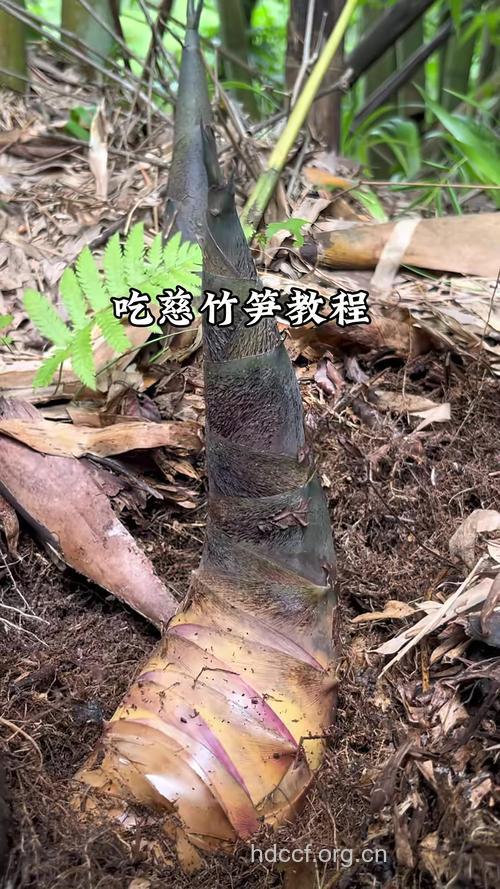 慈竹笋的功效与作用