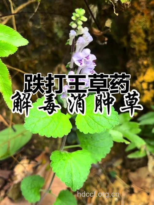 跌打草的功效与作用