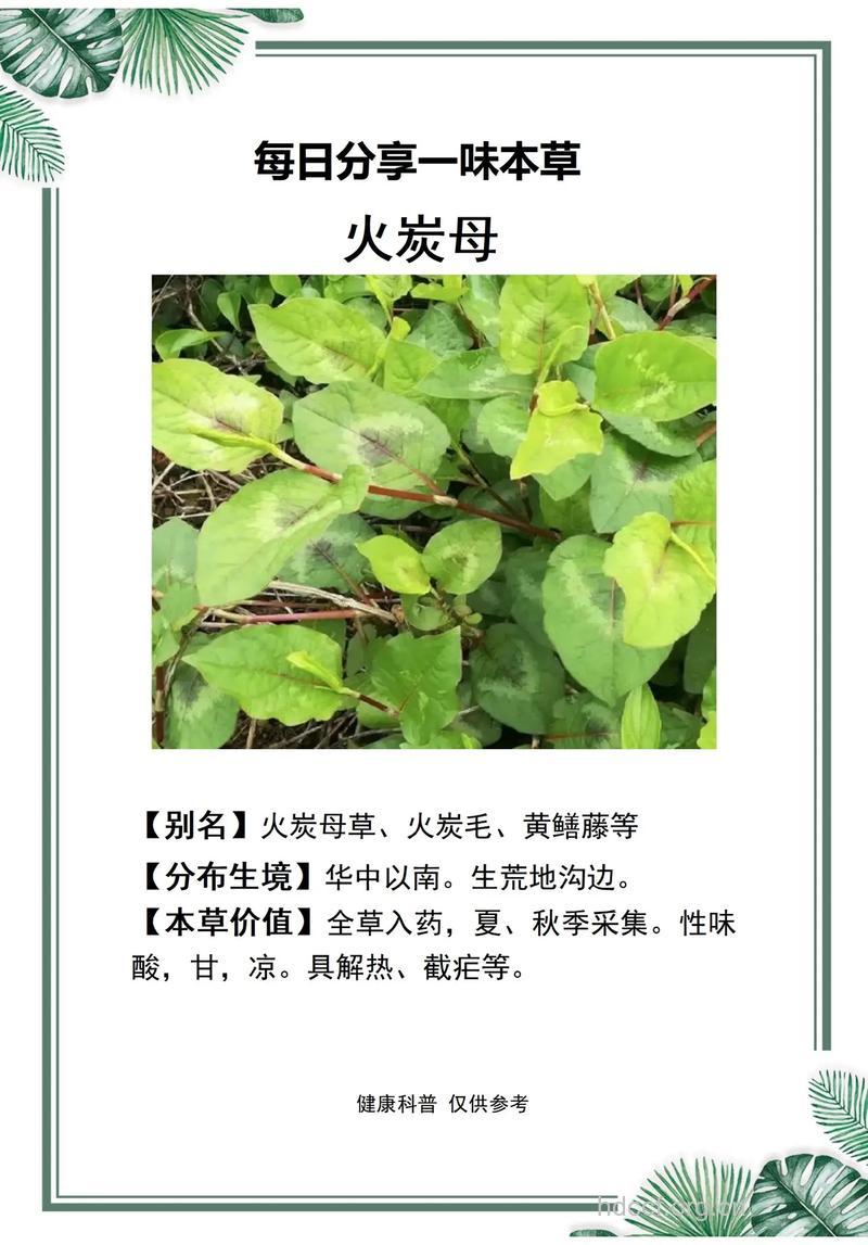 火炭母草根的功效与作用
