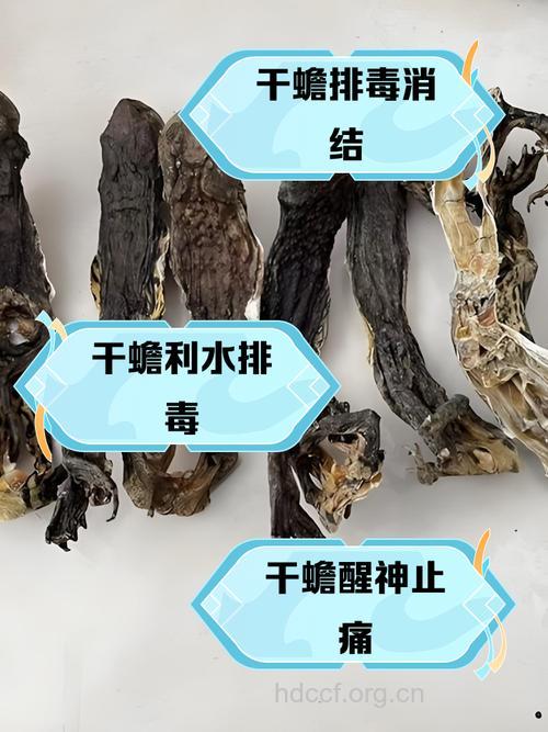 干蟾的功效与作用