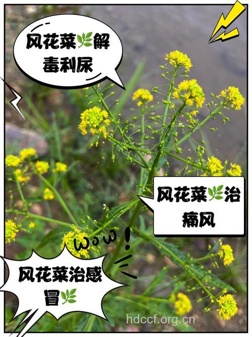 风花菜的功效与作用