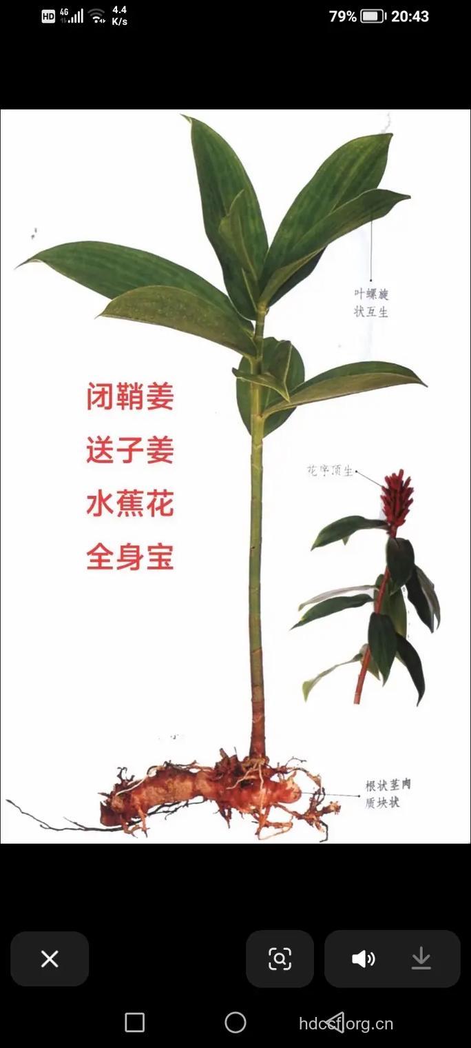 光叶闭鞘姜的功效与作用