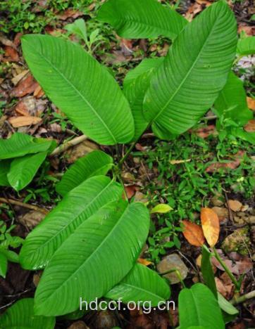 大叶南苏的功效与作用