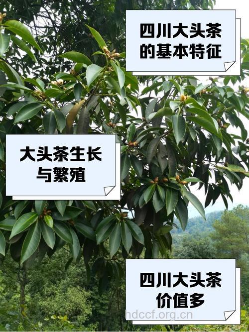 大头茶的功效与作用