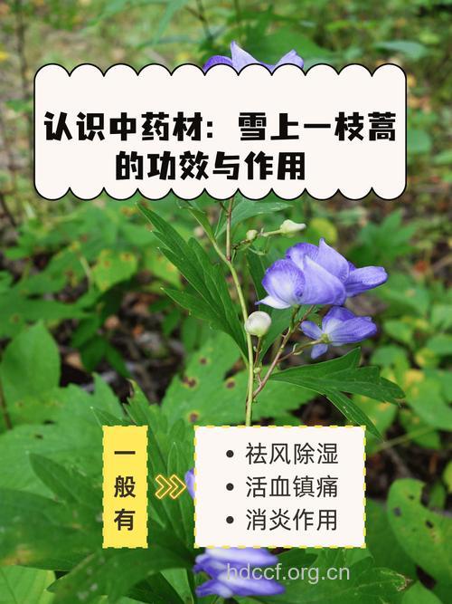 大雪上一枝蒿的功效与作用