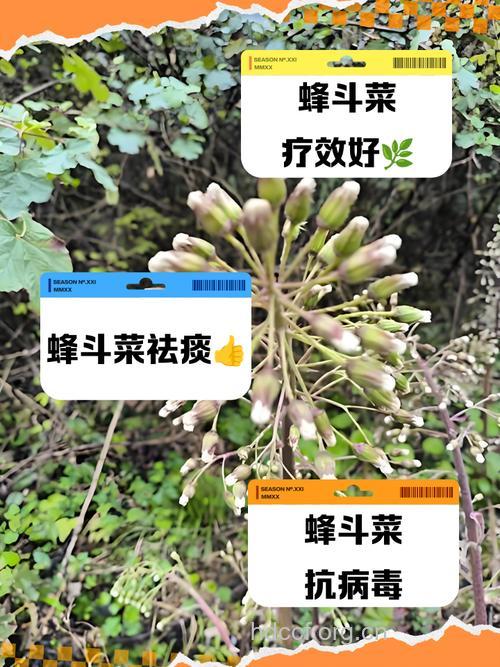蜂斗菜的功效与作用