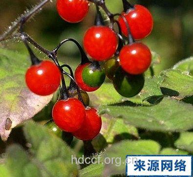 鬼目的功效与作用