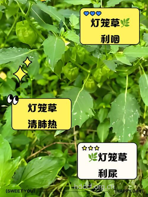 灯笼花的功效与作用