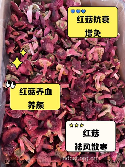 革质红菇的功效与作用