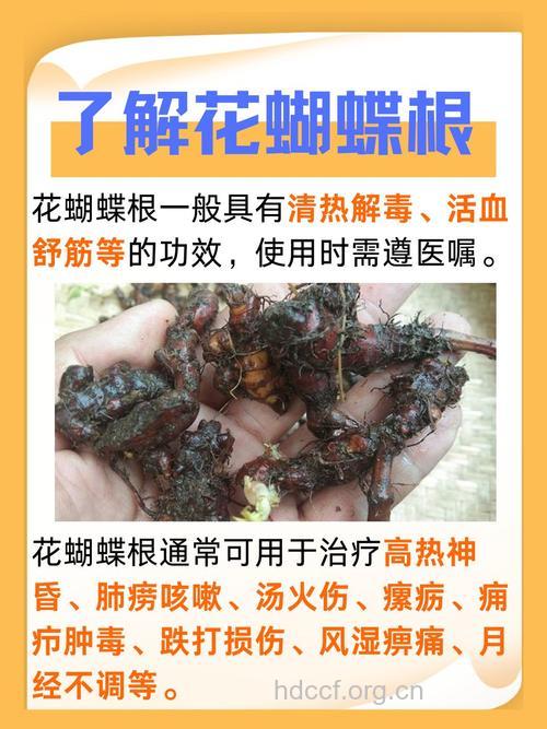 花蝴蝶根的功效与作用