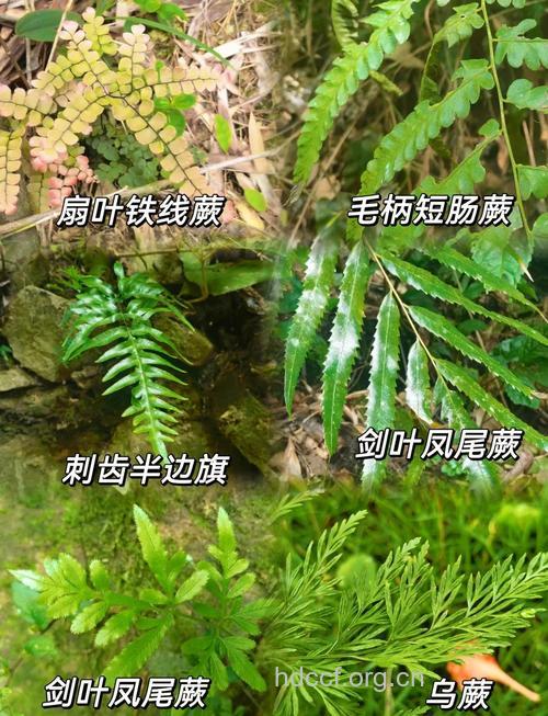 断线蕨的功效与作用