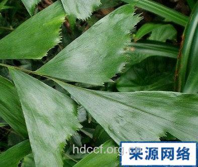 董棕粉的功效与作用
