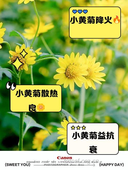 川西小黄菊的功效与作用