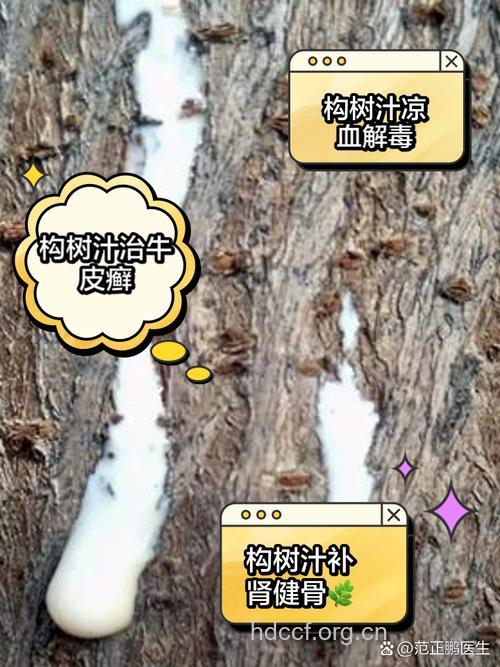 楮树白皮的功效与作用