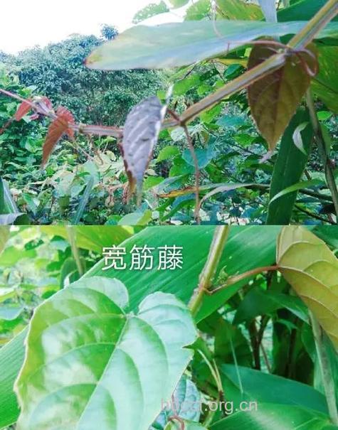 广藤根的功效与作用
