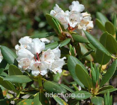 光背杜鹃的功效与作用