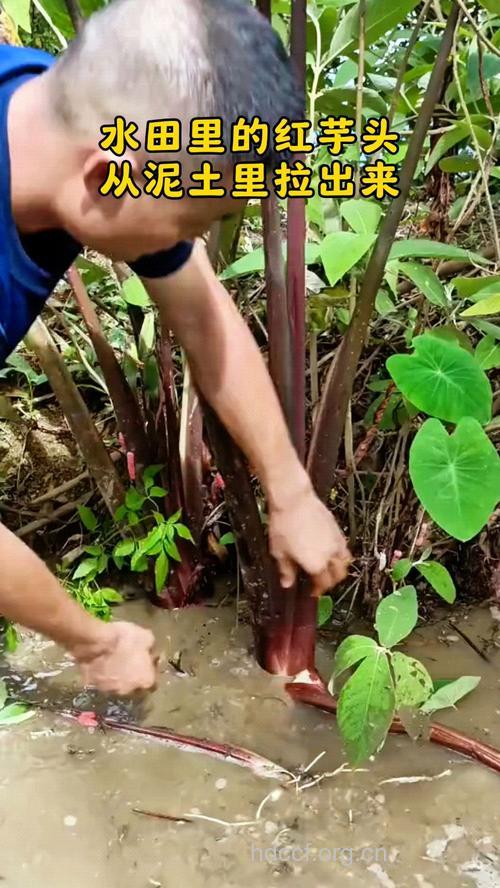 红水芋的功效与作用