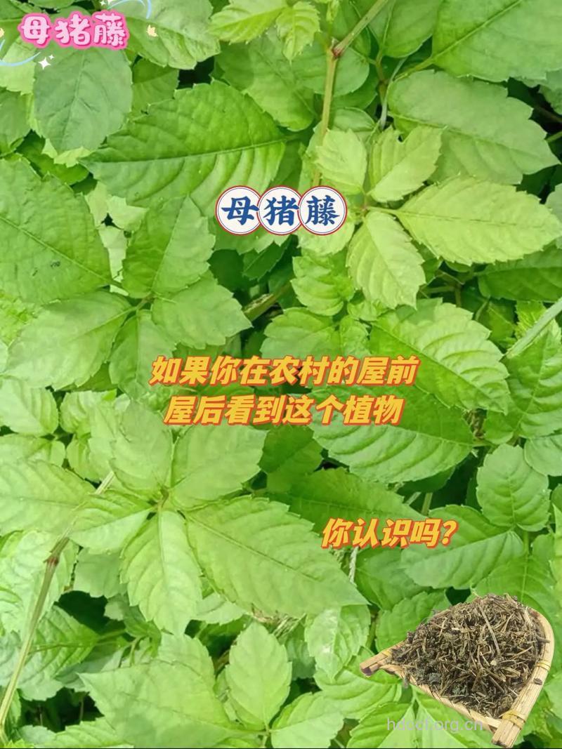 大母猪藤的功效与作用