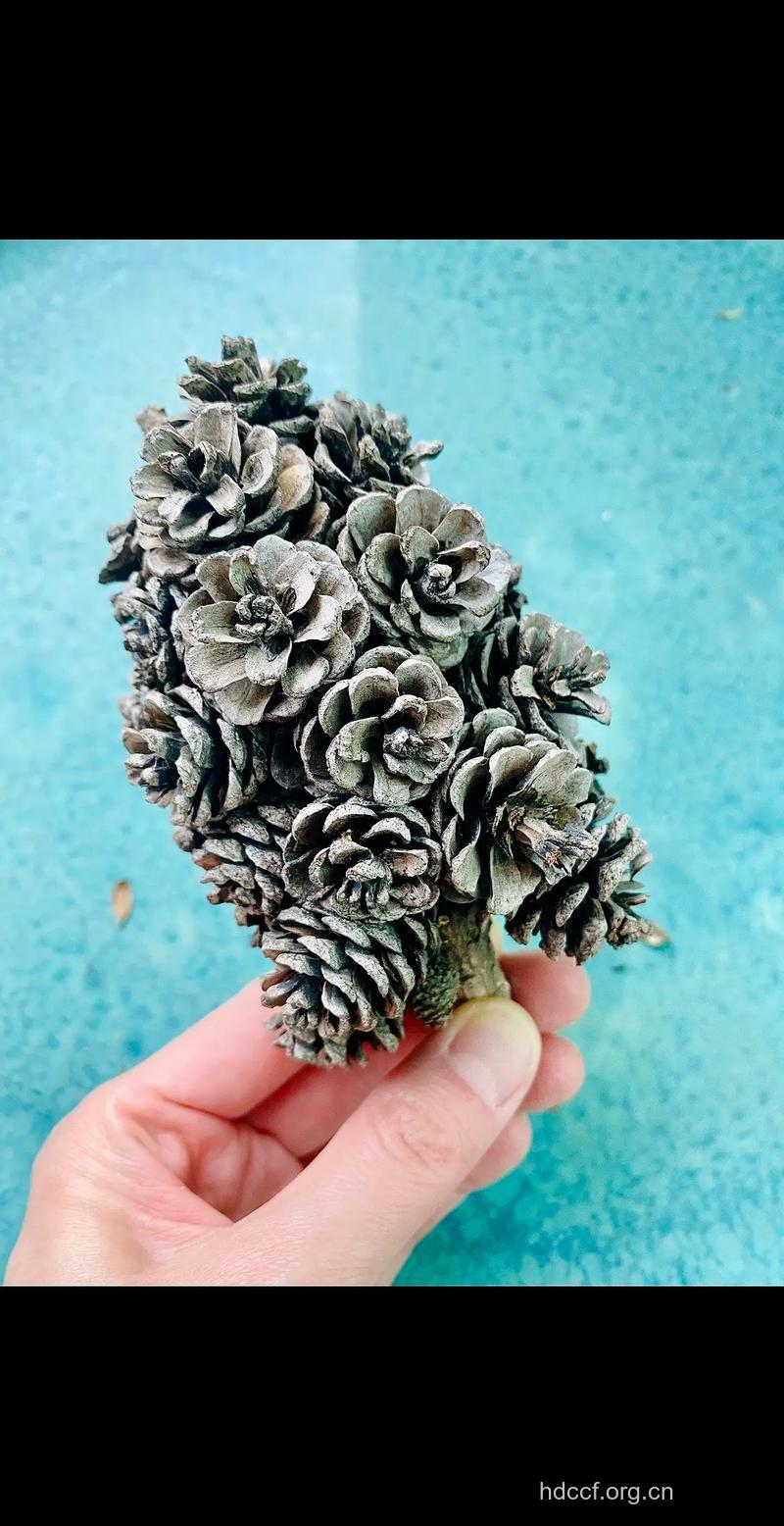 地盘松球的功效与作用